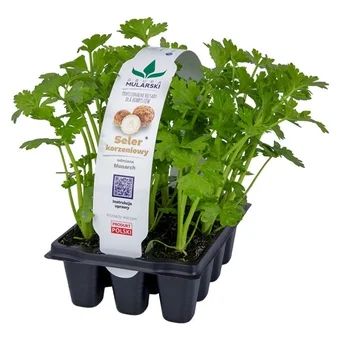 Rozsada Seler korzeniowy 12-pak szt widok 1