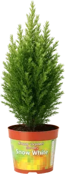 Zdjęcie produktu - Drzewko Cyprys snow white don 9cm szt