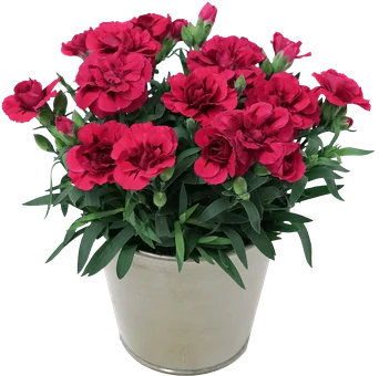 Kwiat Goździk don 11cm szt widok 1