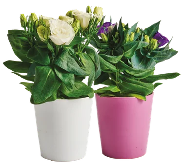 Kwiat Eustoma w ceramice don 12cm szt. widok 1