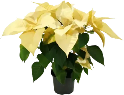 Kwiat Gwiazda Betlejemska kolor don 12cm szt widok 1