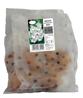 Cebula kwiatowa Mieczyk wielkokwiatowy biały 20szt widok 1