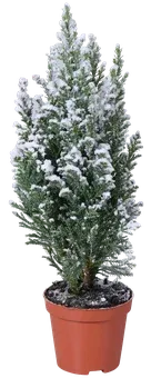 Cyprysik Ellwoodii ze śniegiem don 9cm szt widok główny