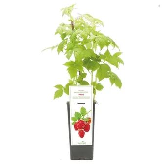 Krzew owocowy Malina Czerwona Don C2 szt widok 1