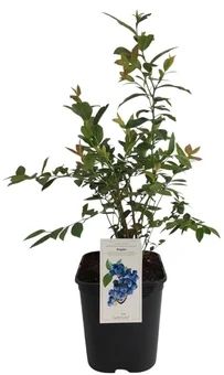 Krzew Borówka amerykańska don C6 szt widok główny 