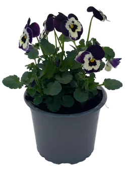 Kwiat Bratek drobnokwiatowy don 9cm szt widok 1