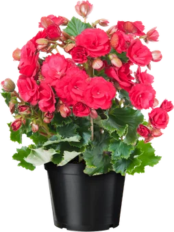 Kwiat Begonia don 14cm szt. widok główny