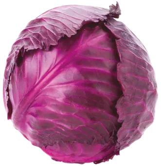 Kapusta czerwona widok 1