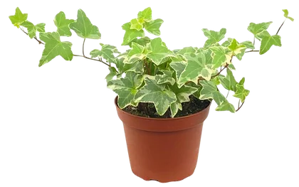 Kwiat Hedera don 9cm szt. mix widok główny