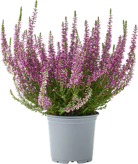 Kwiat Wrzos Garden Girls don 11cm szt widok główny 