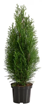 Drzewko Tuja Szmaragd don C2 szt widok główny