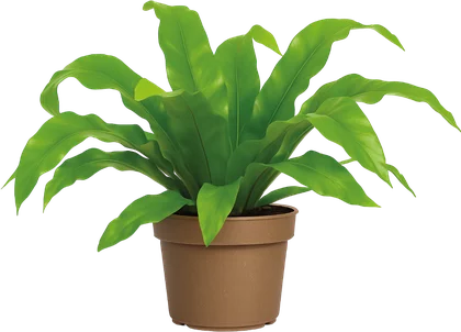 Kwiat Asplenium don 11cm szt widok 1