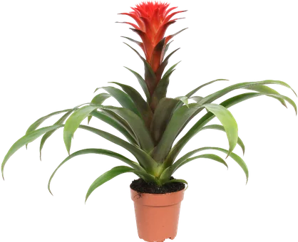 Zdjęcie produktu - Kwiat Guzmania don 12cm szt