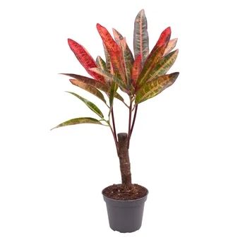 Kwiat Rośliny zielone na pniu don 6cm szt widok główny