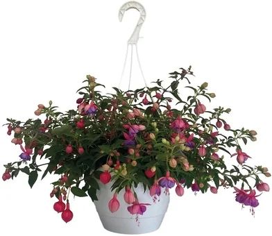 Zdjęcie produktu - Kwiat Fuksja w wiszącej doniczce 21cm szt.