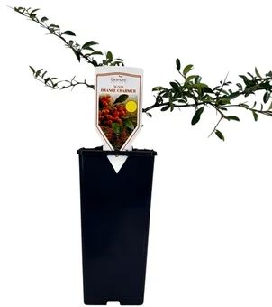 Krzew Ognik don C2 szt widok 1