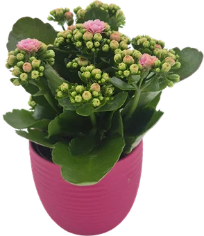 Kwiat Kalanchoe w ceramice don 9cm szt widok 1