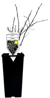 Krzew Lagestroemia indyjska don C2 szt widok 1