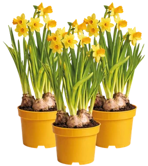 Kwiat Narcyz don 8,5cm szt widok 1