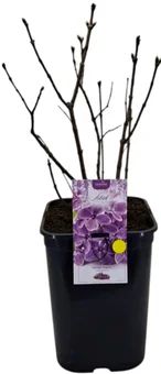 Krzew Lilak pospolity don C6 szt widok 1