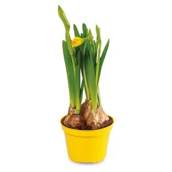 Kwiat Narcyz don 8,5cm szt widok 1