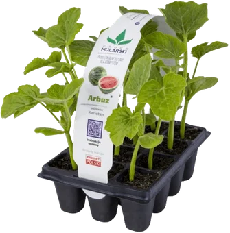 Rozsada Arbuz 10-pak szt widok 1