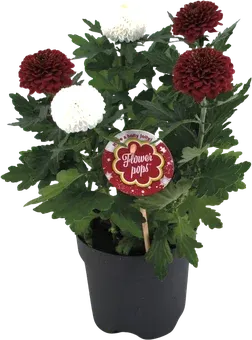 Kwiat Chryzantema Abbey don 14cm szt widok główny 