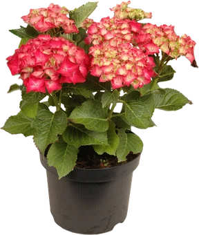Krzew Hortensja don 23cm szt. widok główny