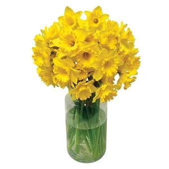 Kwiat bukiet Żonkil 40szt widok 1