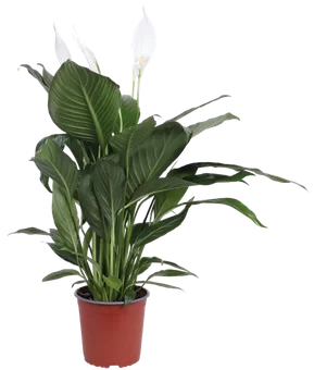 Kwiat Rośliny zielone don 17cm szt widok główny 