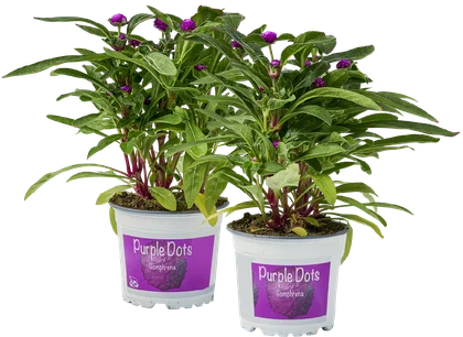 Zdjęcie produktu - Gomphrena