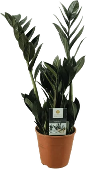 Kwiat Zamiokulkas raven don 14cm szt widok główny 