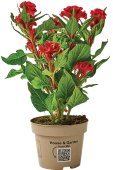 Zdjęcie produktu - Kwiat Celozja twisted don 12cm szt