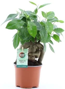 Zdjęcie produktu - Kwiat Ficus microcarpa don 12cm szt