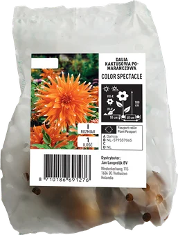 Cebula kwiatowa Dalia Color Spectacle szt widok 1