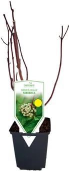 Krzewy Dereń biały Sibirica don P9 szt widok 1