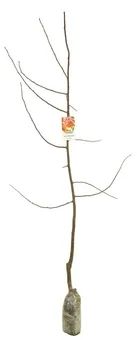 Drzewo owocowe Śliwa balot szt widok 2