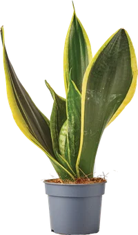 Kwiat Sansevieria don 9cm szt widok 1