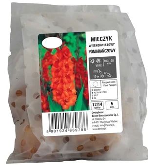 Cebula kwiatowa Mieczyk wielkokwiat pomarań. 5szt widok 1