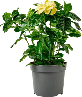 Zdjęcie produktu - Gardenia