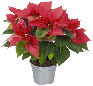 Kwiat Gwiazda Betlejemska don 12cm szt widok główny