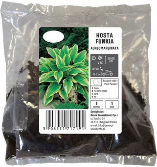 Cebula kwiatowa Hosta Funkia Aureomarginata szt widok 1