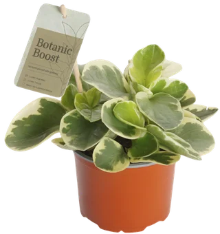 Kwiat Rośliny zielone don 12cm szt widok główny 