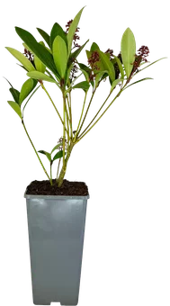 Krzew Skimmia don C2 szt widok 1