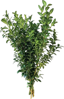 Zdjęcie produktu - Bukiet Bukszpan 3szt 30cm