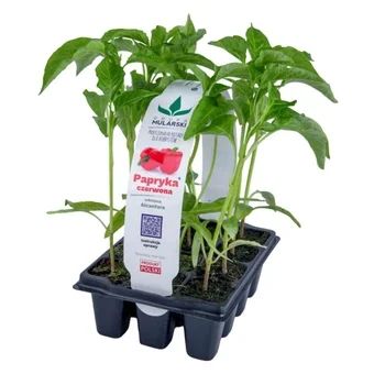 Rozsada Papryka czerwona 12-pak szt widok 1