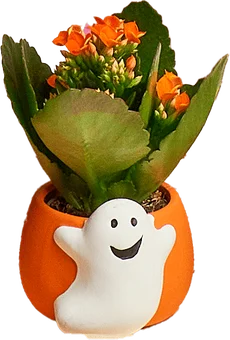 Kwiat Kalanchoe w ceramice duszek don 6cm szt widok główny 