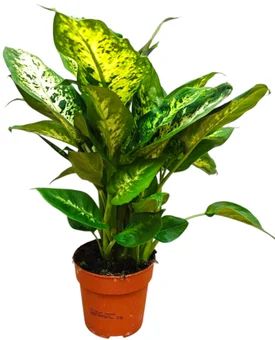 Zdjęcie produktu - Kwiat Dieffenbachia don 12cm szt