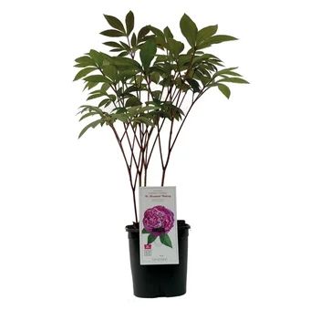 Krzew ozdobny Piwonia don C2 szt widok główny 