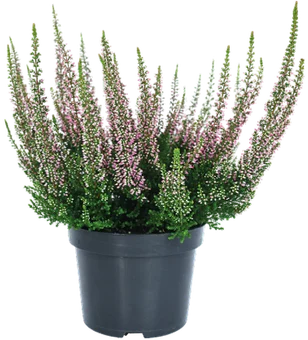Zdjęcie produktu - Wrzos Beauty Lady trzykolorowy